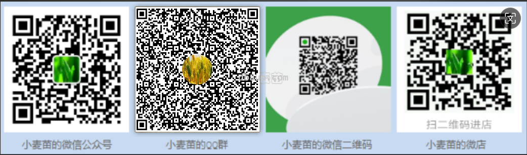 小麦苗信息